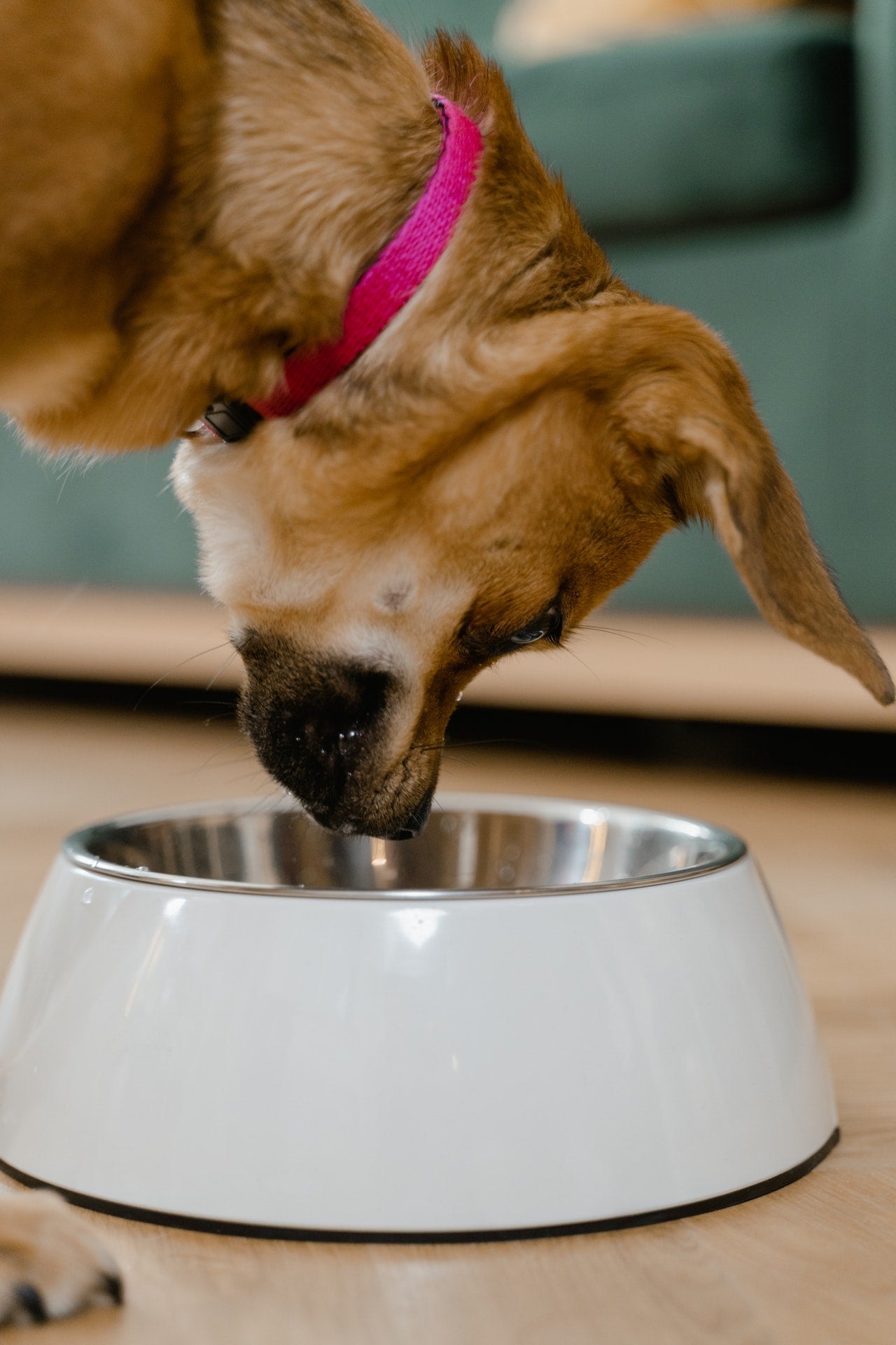 Feeders & Bowls