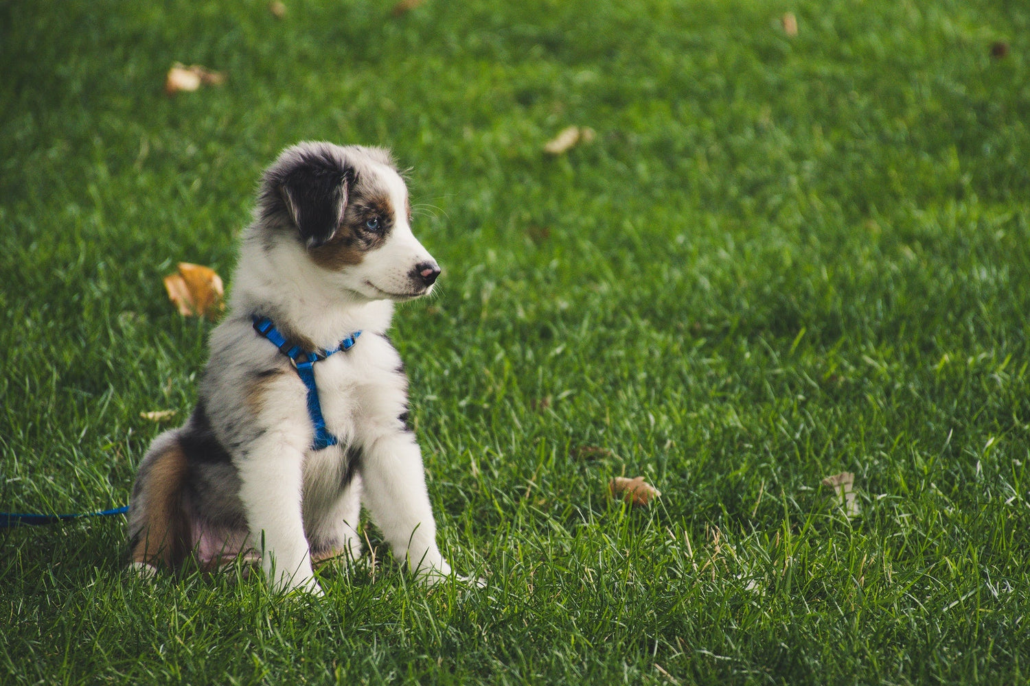 Collars, Leashes & Harnesses