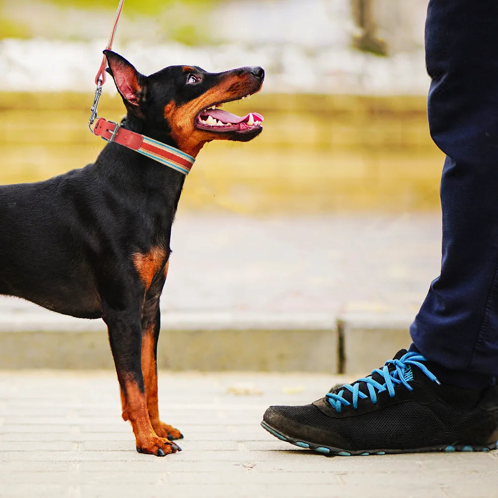 ZhejiangDog Adjustable Dog Collar And Leash Set For All