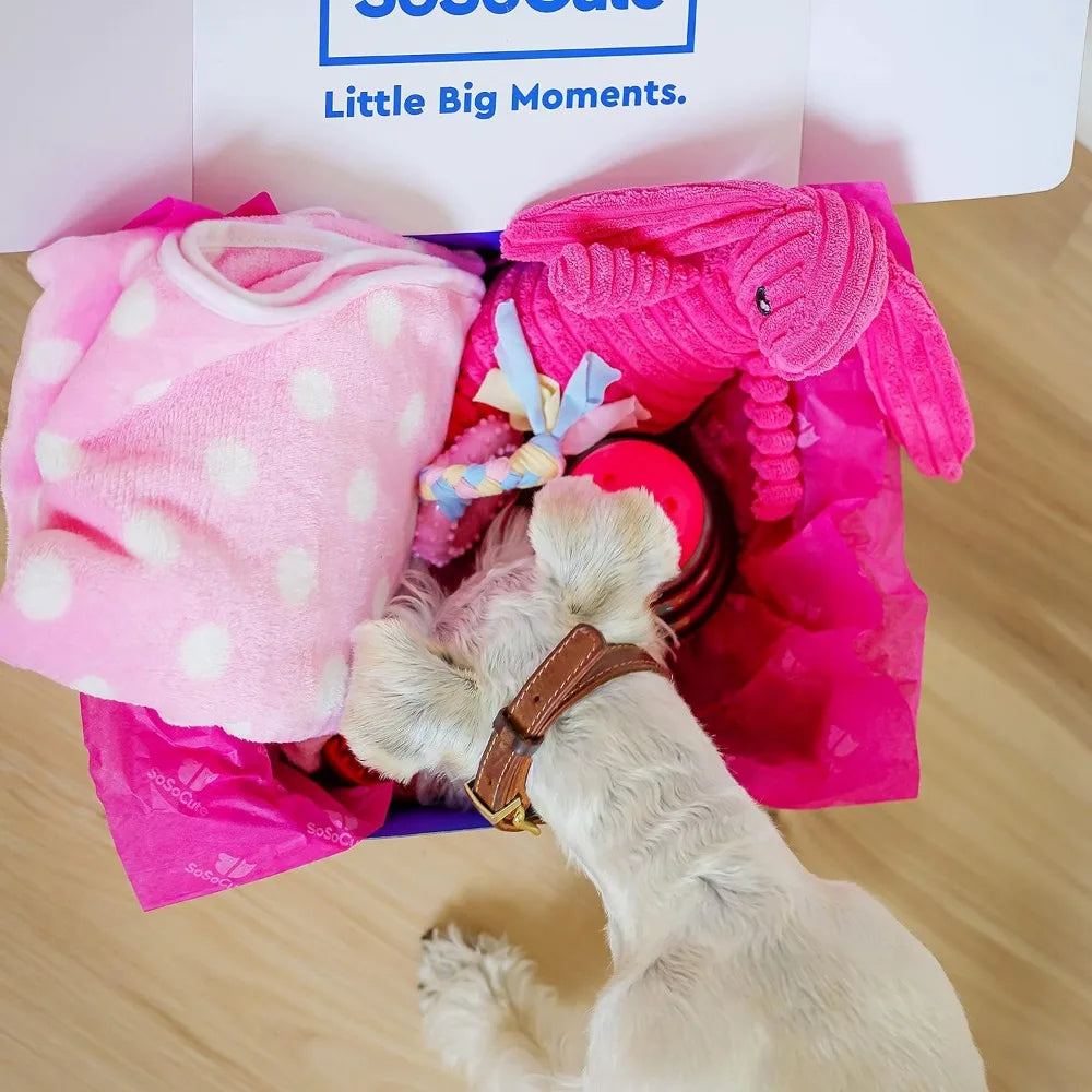 Hign Concerned Puppy Teething Toy Gift Box With Blanket